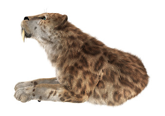 Image showing Big Cat Smilodon