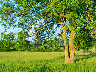 Image showing tree in the field