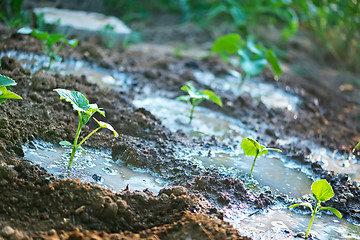 Image showing cucumber sprout