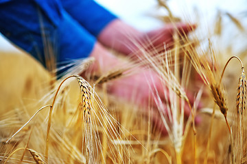 Image showing wheat