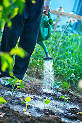 Image showing a man is watering garden