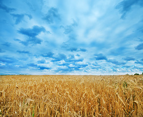 Image showing wheat field