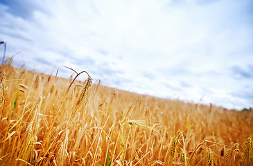 Image showing wheat field