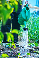 Image showing a man is watering garden