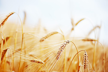 Image showing wheat