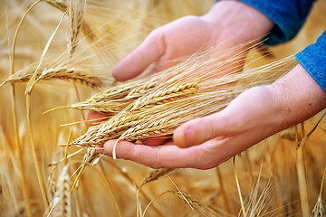 Image showing wheat