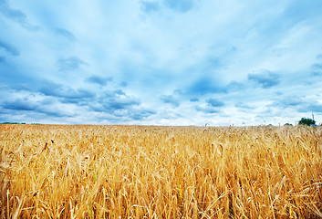 Image showing wheat