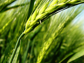 Image showing barley spikes