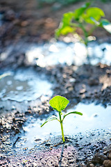 Image showing cucumber sprout