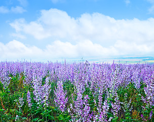 Image showing lavender