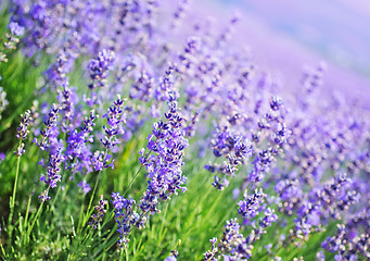 Image showing lavender