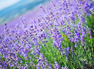 Image showing lavender