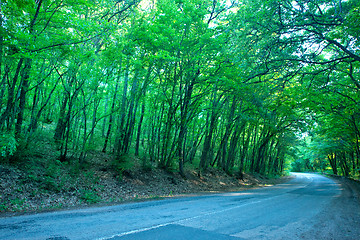 Image showing road in forest