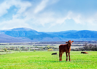 Image showing nature