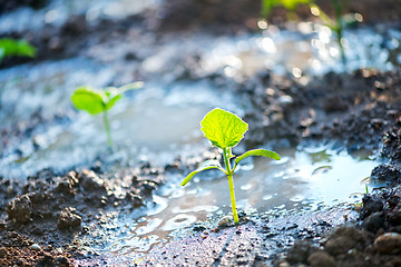 Image showing cucumber sprout