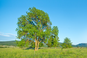 Image showing tree in the field