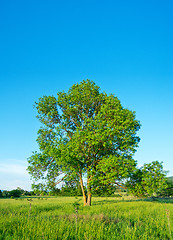 Image showing tree in the field