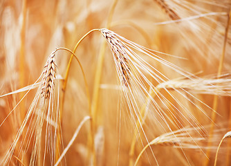 Image showing wheat