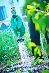 Image showing a man is watering garden