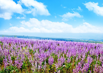 Image showing lavender