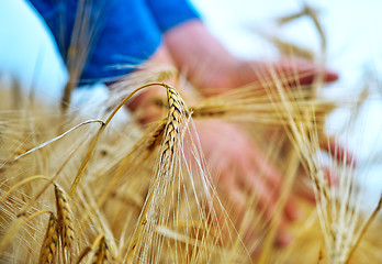 Image showing wheat