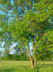 Image showing tree in the field