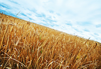 Image showing wheat field