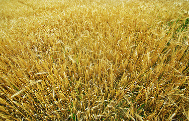 Image showing wheat field