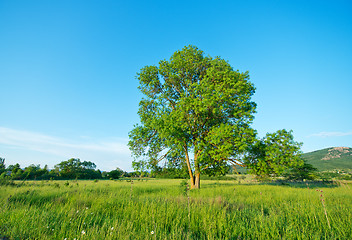 Image showing tree in the field