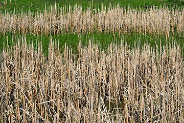 Image showing Wild reeds in marshland