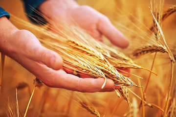 Image showing wheat