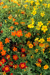 Image showing Happy sunny flowers