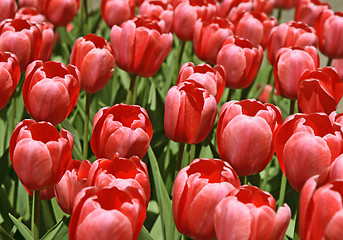 Image showing Pink tulips background