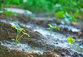 Image showing cucumber sprout