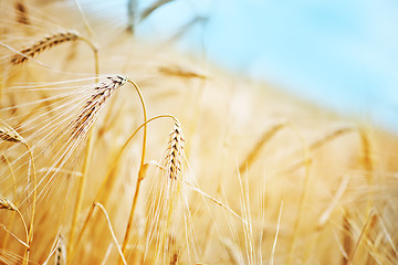 Image showing wheat