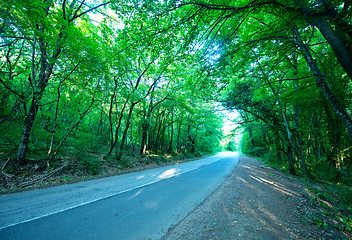 Image showing road in forest