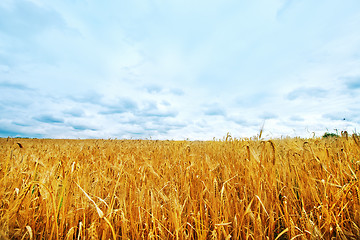 Image showing wheat field