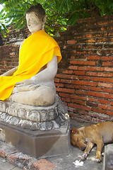 Image showing Dog in Ayutthaya
