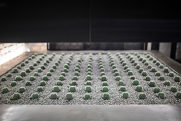 Image showing Pad for growing cactus in the interior