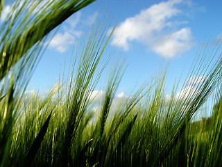 Image showing barley's out