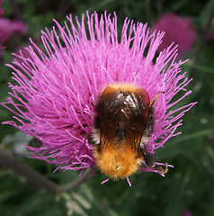 Image showing Bumble bee on flower