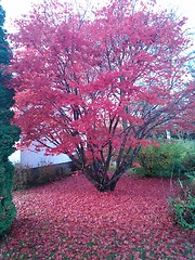 Image showing Autumn in Norway