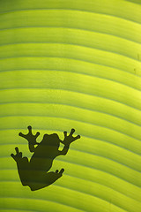 Image showing Frog on Leaf