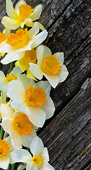 Image showing Daffodils