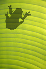 Image showing Frog on Leaf