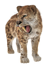 Image showing Big Cat Smilodon