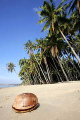 Image showing Coconut on Beach