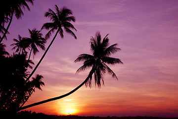 Image showing Palms at Sunrise