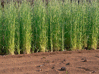 Image showing young sprouts of cereals