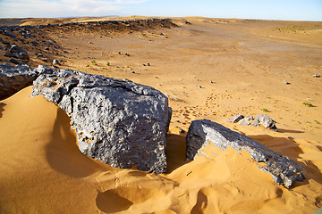 Image showing  bush old fossil in  the desert of  sahara and rock  stone  